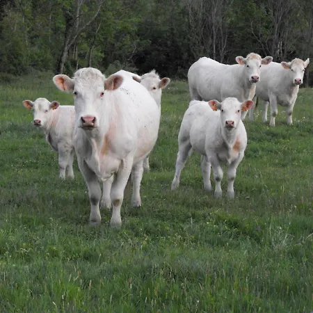 Paisible Avec Jardin Privatif, Proche Loire Et Balades, Pour 11 Personnes, Animaux Acceptes - Fr-1-496-86 Saint-Paul-de-Vezelin